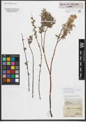 Foto von Salix repens subsp. rosmarinifolia (L.) Andersson